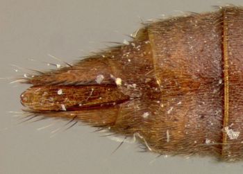Media type: image;   Entomology 27523 Aspect: abdomen dorsal view